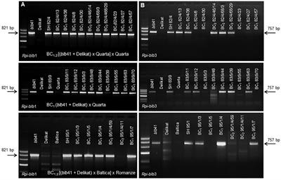 Introgression of Two Broad-Spectrum Late Blight Resistance Genes, Rpi-Blb1 and Rpi-Blb3, From Solanum bulbocastanum Dun Plus Race-Specific R Genes Into Potato Pre-breeding Lines